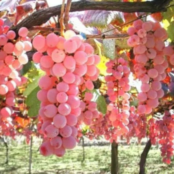 Floral® / Semillas de uva gigante