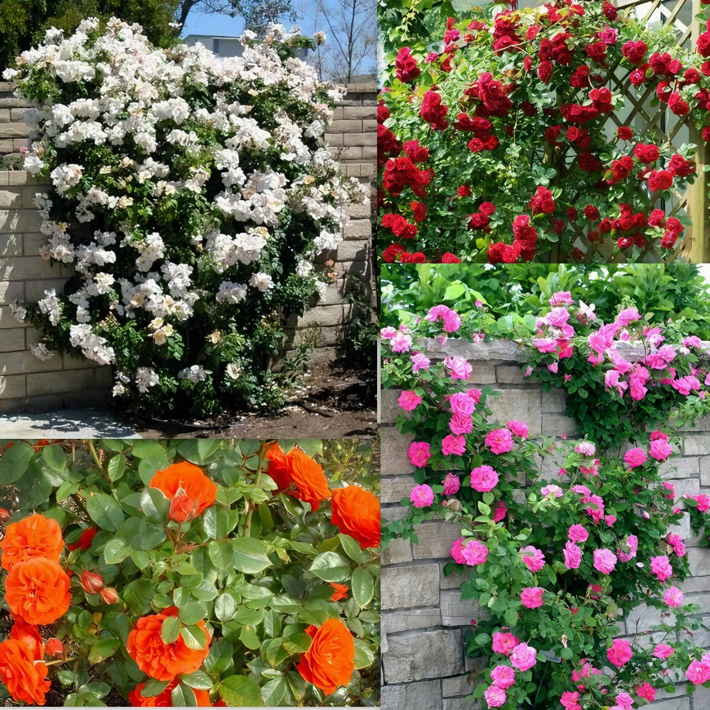 Floral® / Semillas mixtas de rosas trepadoras