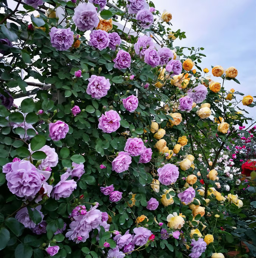 Floral® / Semillas mixtas de rosas trepadoras